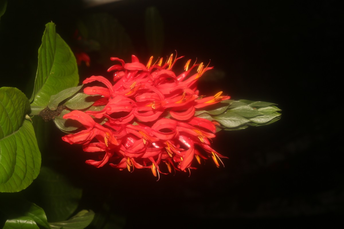 Pachystachys coccinea (Aubl.) Nees